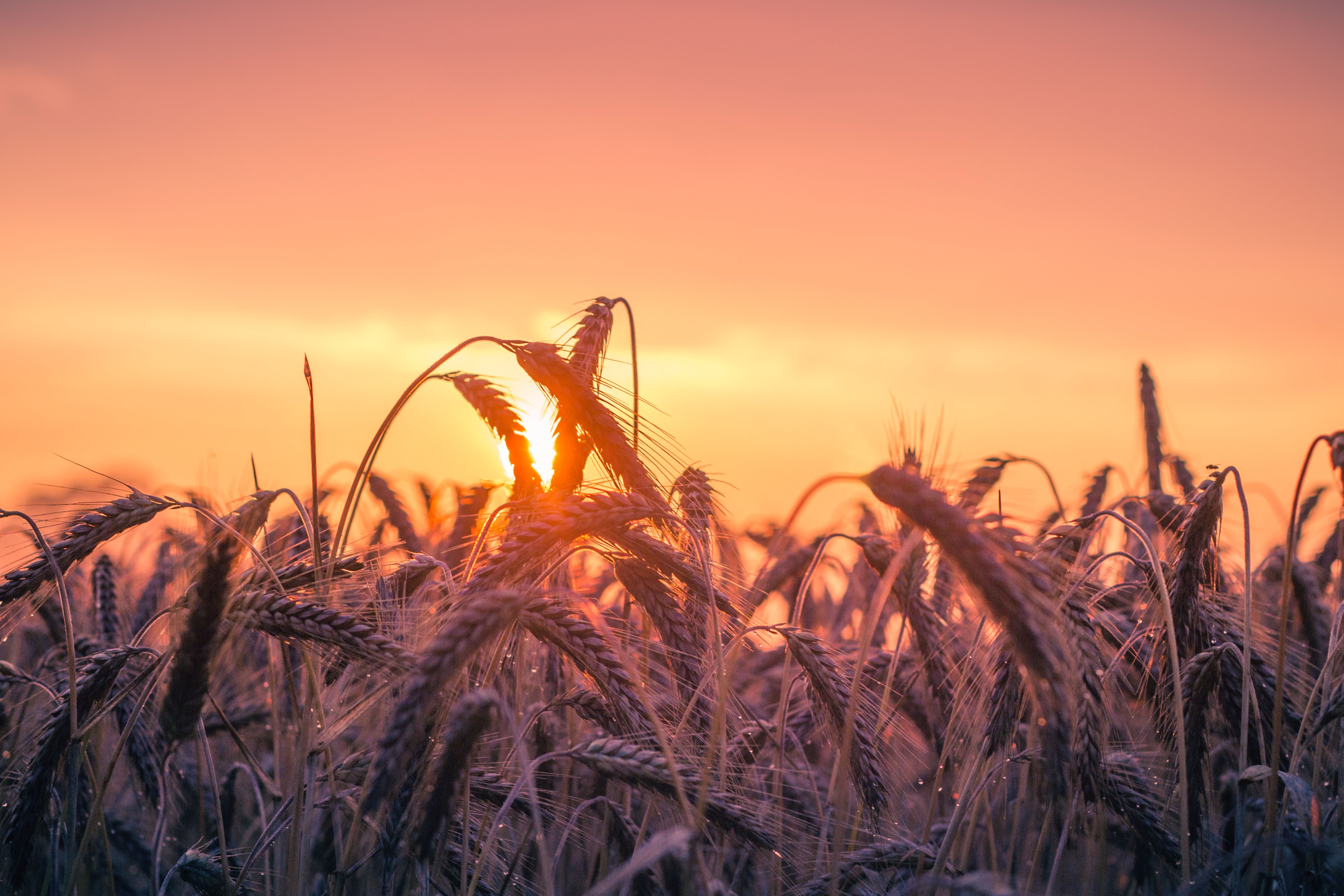 wheat field