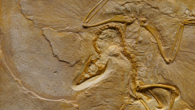 fossil photo by Marcus Lange